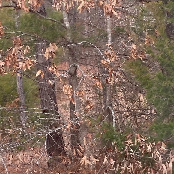 200 Beautiful ORGANIC dried oak leaves harvested the same day of shipment - Picture 2 of 2